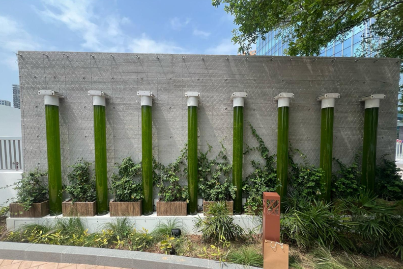 Outdoor public installation of AlgaNexus reactor tubes