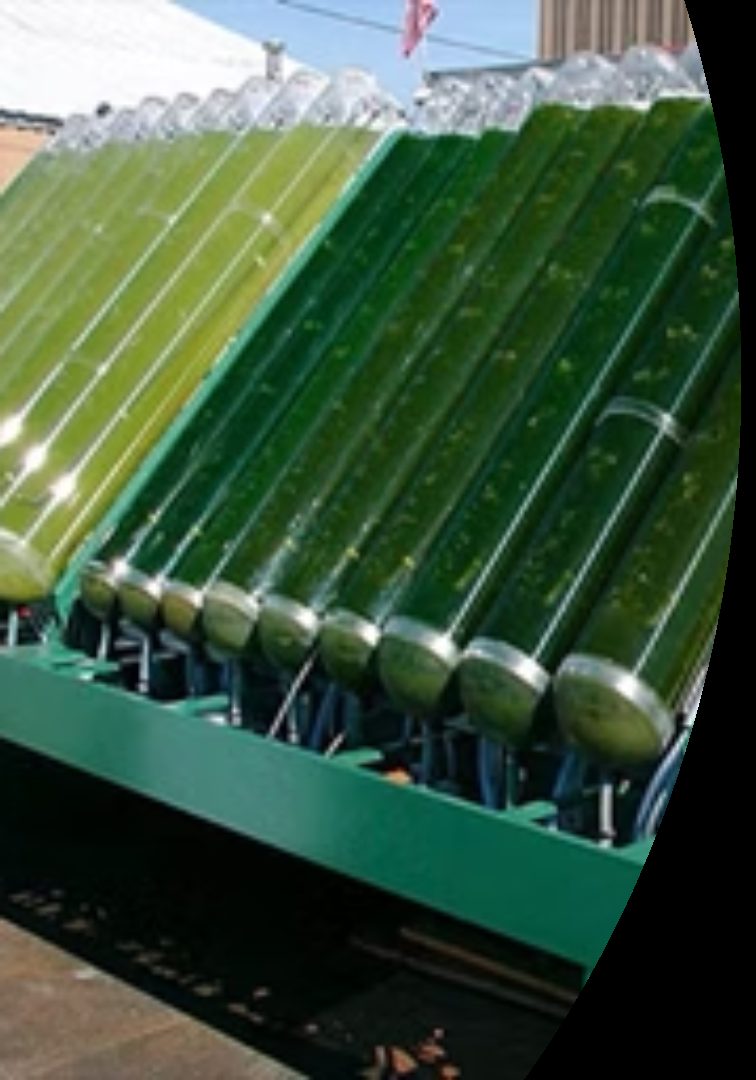Close-up of the microalgae reactor tube array
